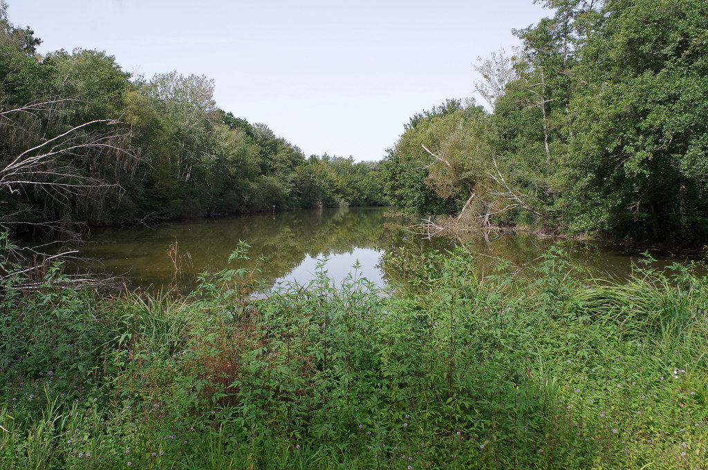 Bassin-forestier-Congo-credits-carbone-Denis-Sassou-Nguesso Denis Sassou Nguesso : l’Afrique centrale, prochain hub énergétique mondial ?